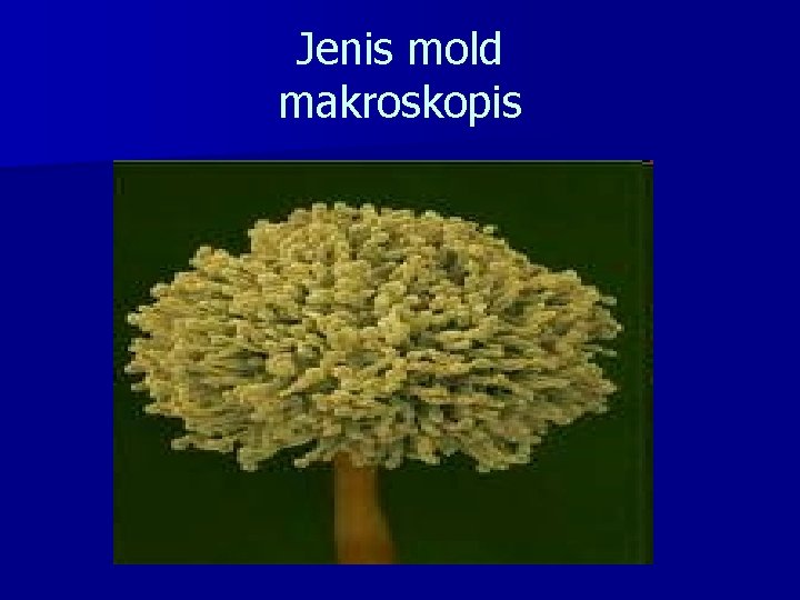 Jenis mold makroskopis 