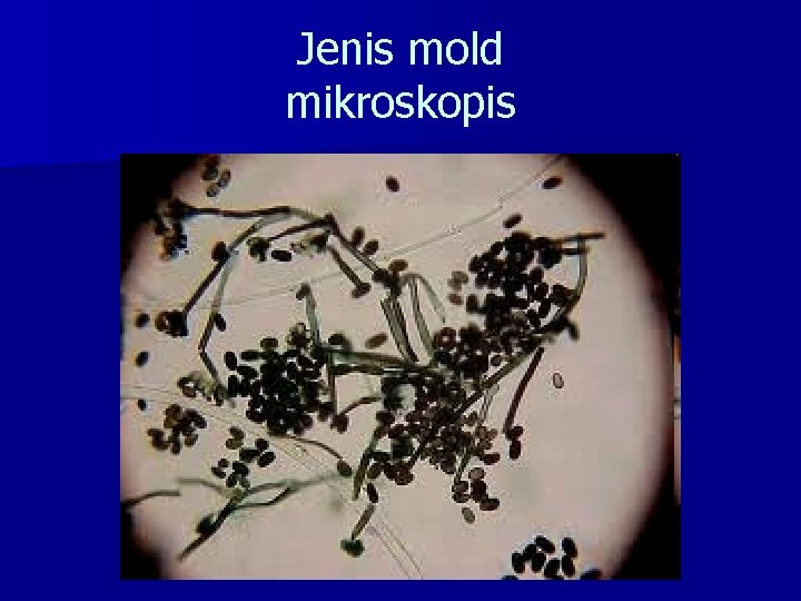 Jenis mold mikroskopis 