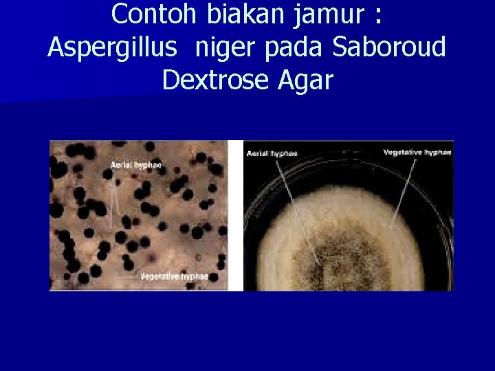 Contoh biakan jamur : Aspergillus niger pada Saboroud Dextrose Agar 