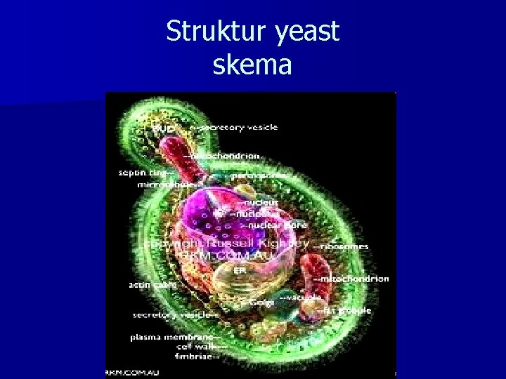 Struktur yeast skema 