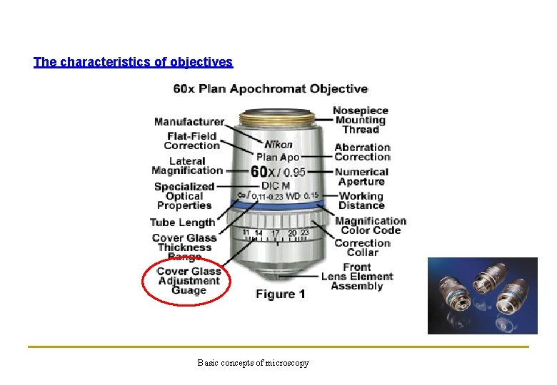 The characteristics of objectives Basic concepts of microscopy 