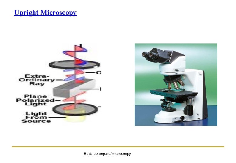 Upright Microscopy Basic concepts of microscopy 