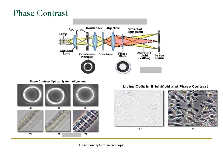 Phase Contrast Basic concepts of microscopy 