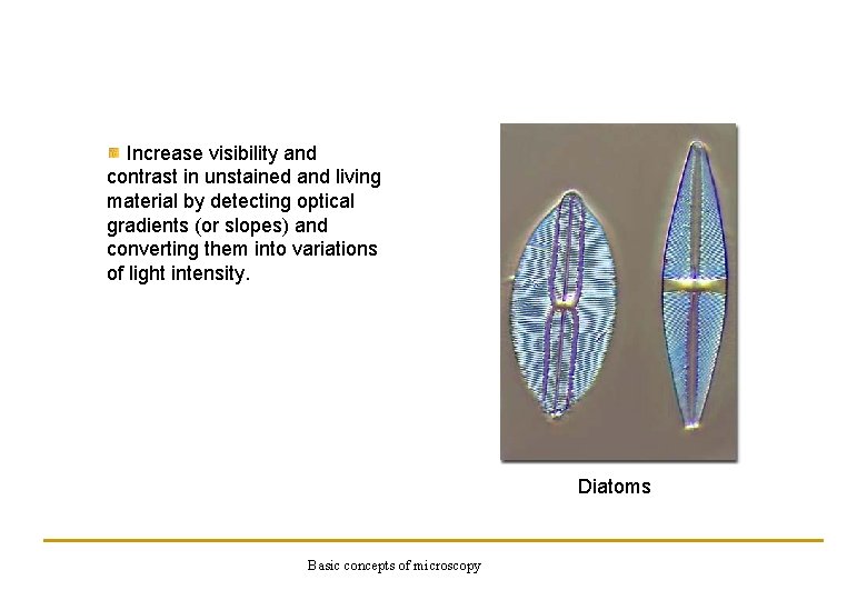 Increase visibility and contrast in unstained and living material by detecting optical gradients (or