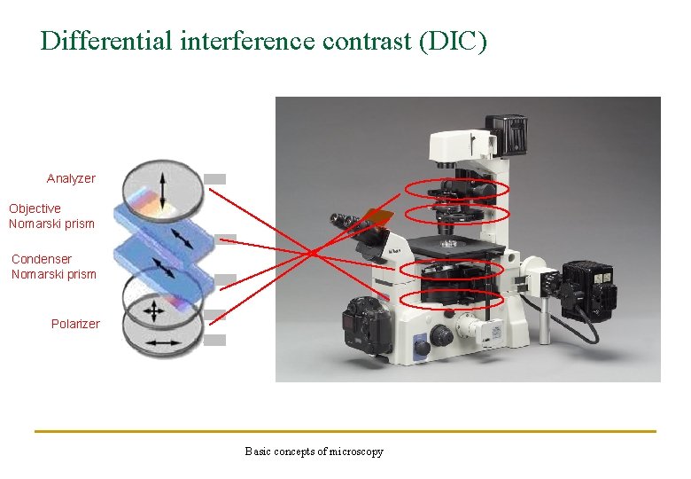 Differential interference contrast (DIC) Analyzer Objective Nomarski prism Condenser Nomarski prism Polarizer Basic concepts