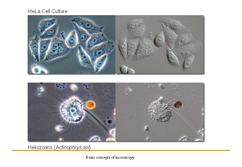 He. La Cell Culture Heliozoans (Actinophrys sol) Basic concepts of microscopy 