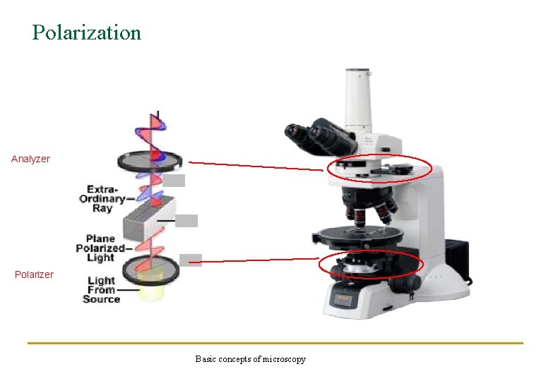 Polarization Analyzer Polarizer Basic concepts of microscopy 