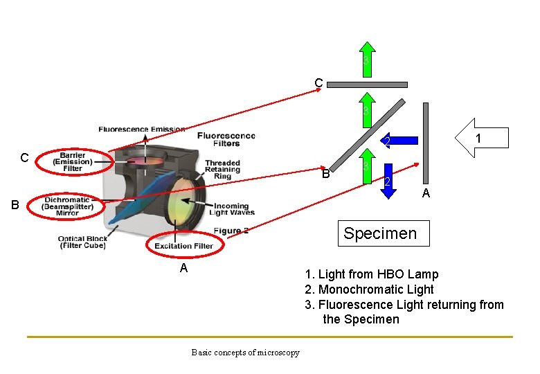 3 C 3 1 2 C B 3 2 B A Specimen A 1.