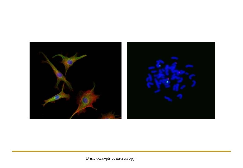 Basic concepts of microscopy 