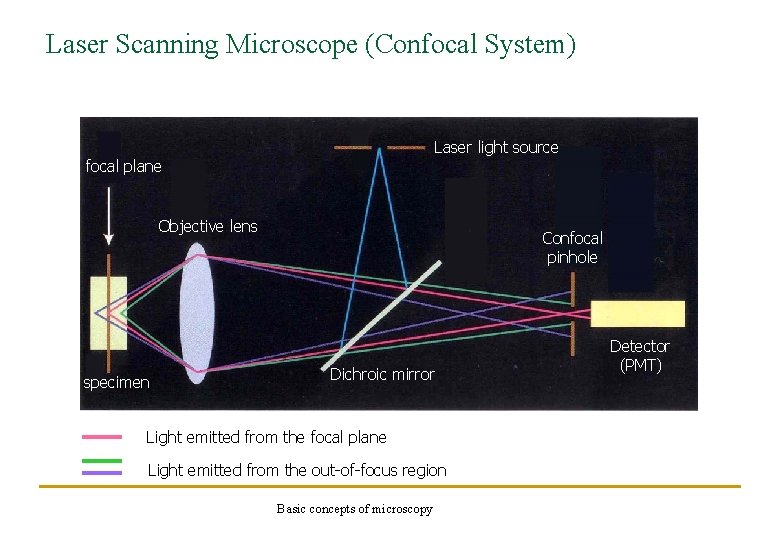 Laser Scanning Microscope (Confocal System) Laser light source focal plane Objective lens specimen Confocal