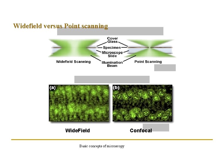 Widefield versus Point scanning Wide. Field Basic concepts of microscopy Confocal 