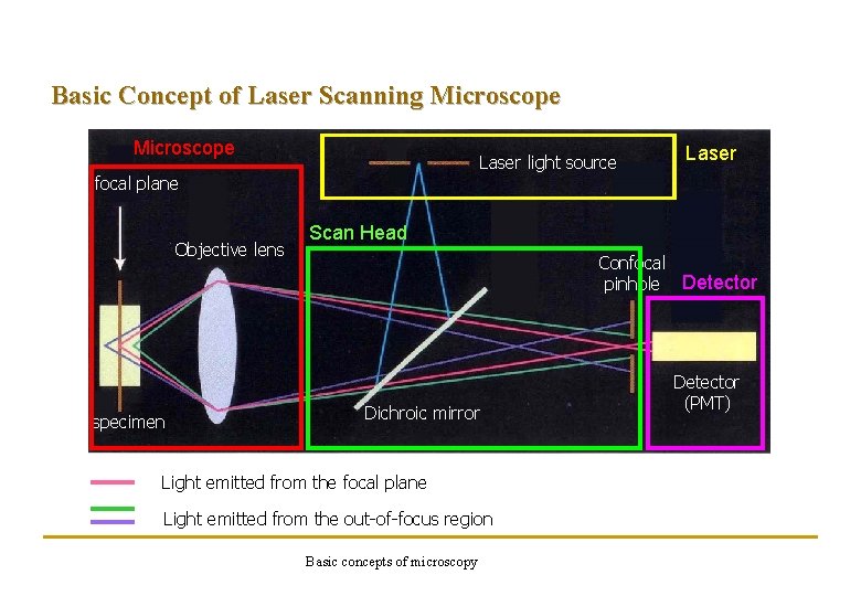 Basic Concept of Laser Scanning Microscope Laser light source focal plane Objective lens specimen