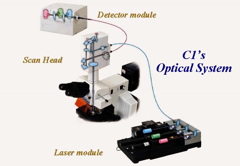 Detector module Scan Head Laser module Basic concepts of microscopy C 1’s Optical System