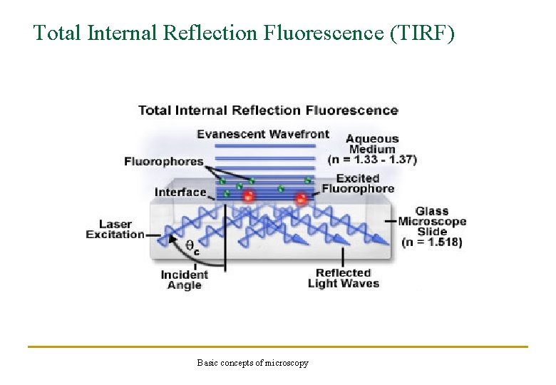 Total Internal Reflection Fluorescence (TIRF) Basic concepts of microscopy 