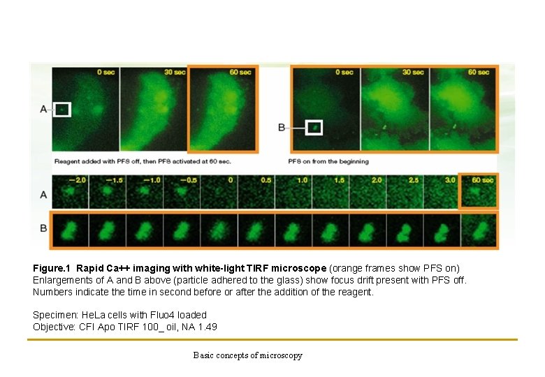 Figure. 1 Rapid Ca++ imaging with white-light TIRF microscope (orange frames show PFS on)