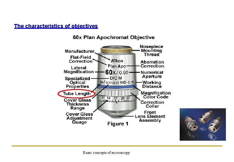 The characteristics of objectives Basic concepts of microscopy 