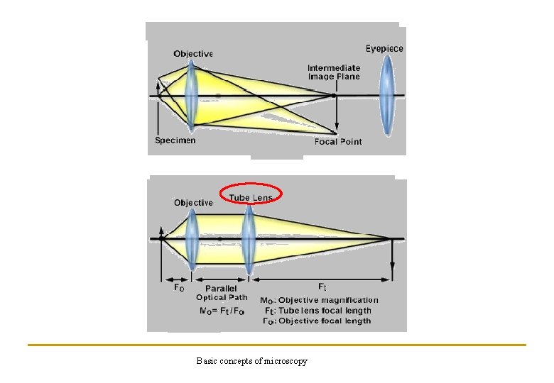 Basic concepts of microscopy 