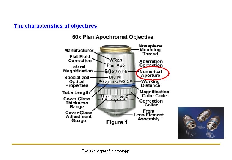 The characteristics of objectives Basic concepts of microscopy 