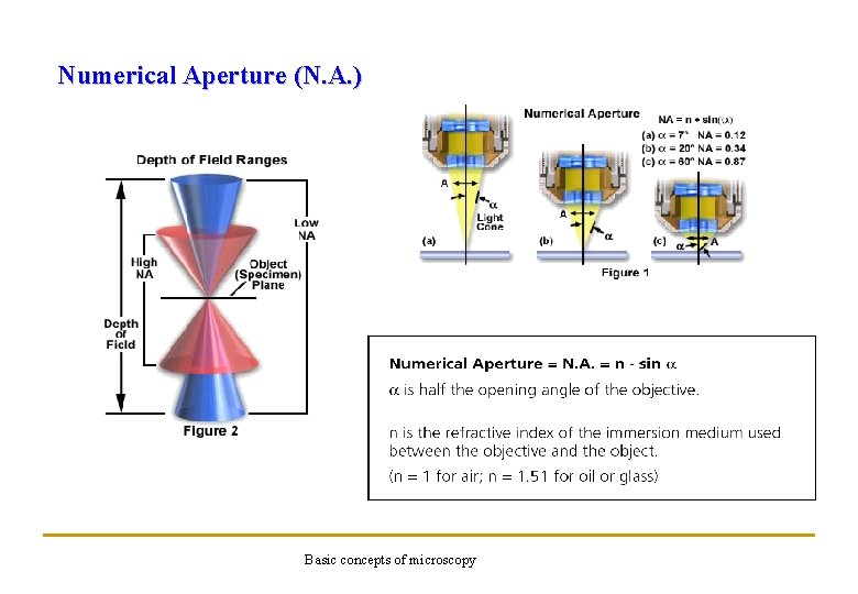 Numerical Aperture (N. A. ) Basic concepts of microscopy 