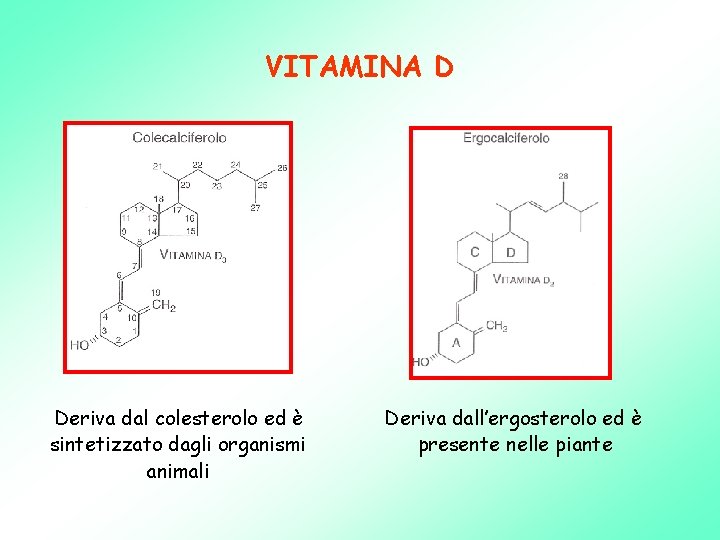 VITAMINA D Deriva dal colesterolo ed è sintetizzato dagli organismi animali Deriva dall’ergosterolo ed