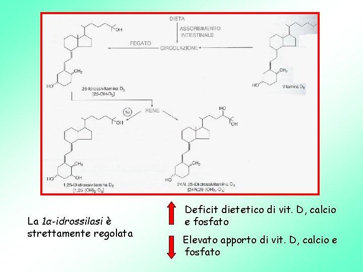 La 1α-idrossilasi è strettamente regolata Deficit dietetico di vit. D, calcio e fosfato Elevato