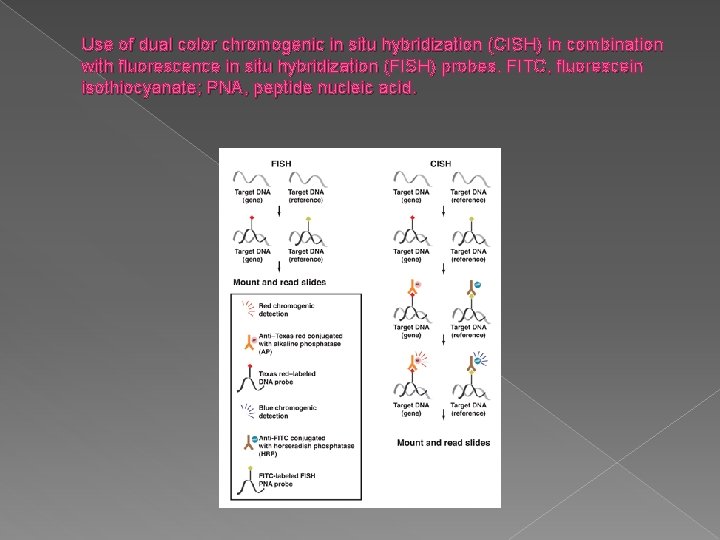 Use of dual color chromogenic in situ hybridization (CISH) in combination with fluorescence in