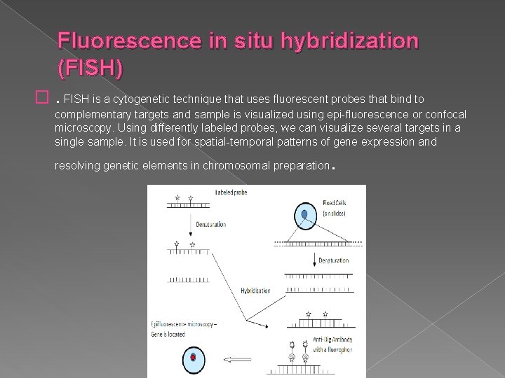 Fluorescence in situ hybridization (FISH) �. FISH is a cytogenetic technique that uses fluorescent