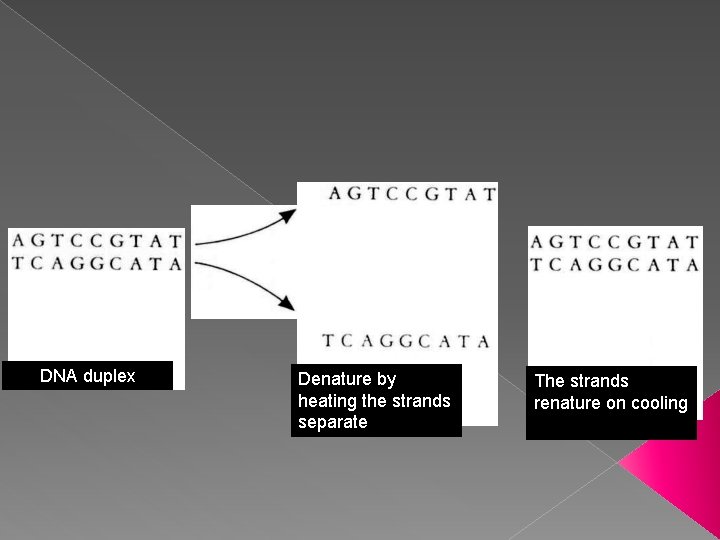 DNA duplex Denature by heating the strands separate The strands renature on cooling 