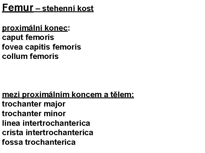 Femur – stehenní kost proximální konec: caput femoris fovea capitis femoris collum femoris mezi