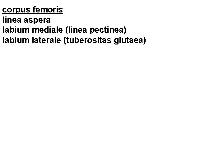 corpus femoris linea aspera labium mediale (linea pectinea) labium laterale (tuberositas glutaea) 