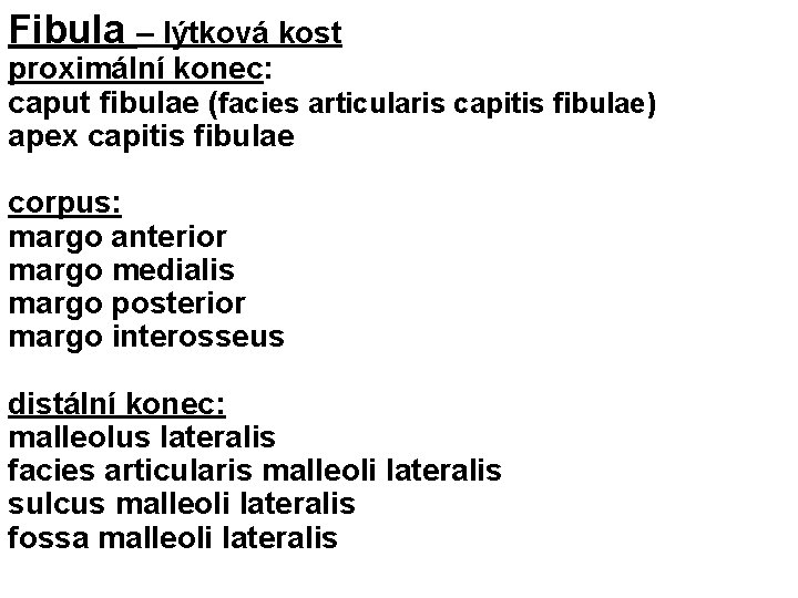 Fibula – lýtková kost proximální konec: caput fibulae (facies articularis capitis fibulae) apex capitis