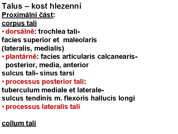 Talus – kost hlezenní Proximální část: corpus tali • dorsálně: trochlea talifacies superior et