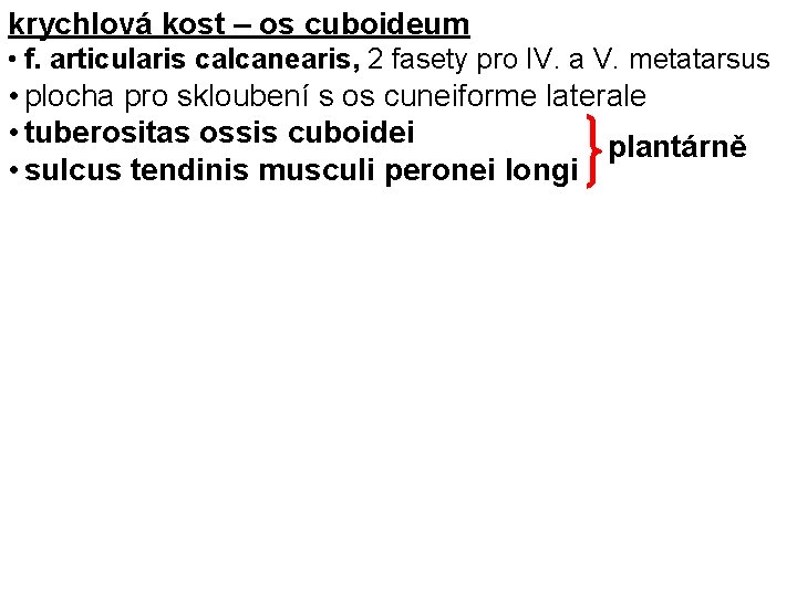krychlová kost – os cuboideum • f. articularis calcanearis, 2 fasety pro IV. a