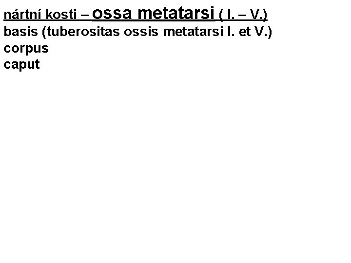 nártní kosti – ossa metatarsi ( I. – V. ) basis (tuberositas ossis metatarsi