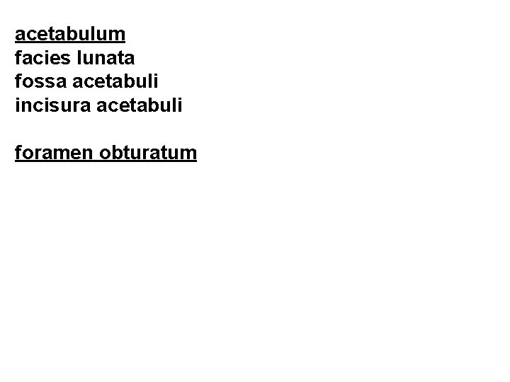 acetabulum facies lunata fossa acetabuli incisura acetabuli foramen obturatum 