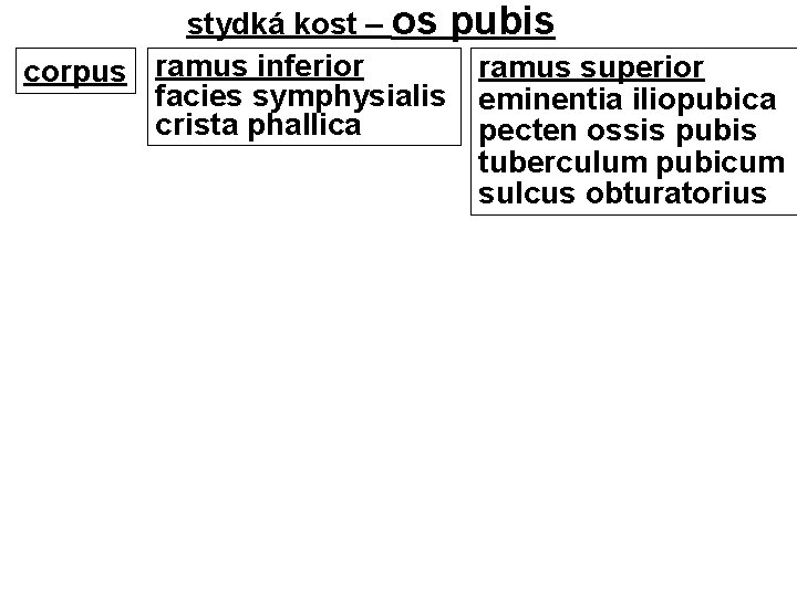 stydká kost – os pubis ramus superior corpus ramus inferior facies symphysialis eminentia iliopubica