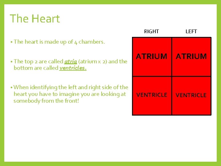 The Heart RIGHT LEFT • The heart is made up of 4 chambers. •