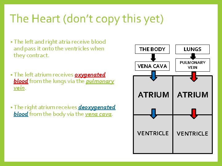 The Heart (don’t copy this yet) • The left and right atria receive blood