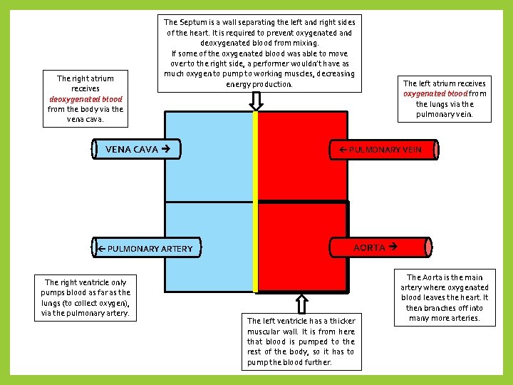 The right atrium receives deoxygenated blood from the body via the vena cava. The