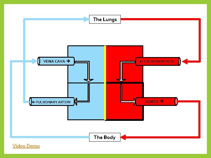 The Lungs VENA CAVA PULMONARY VEIN AORTA PULMONARY ARTERY The Body Video Demo 
