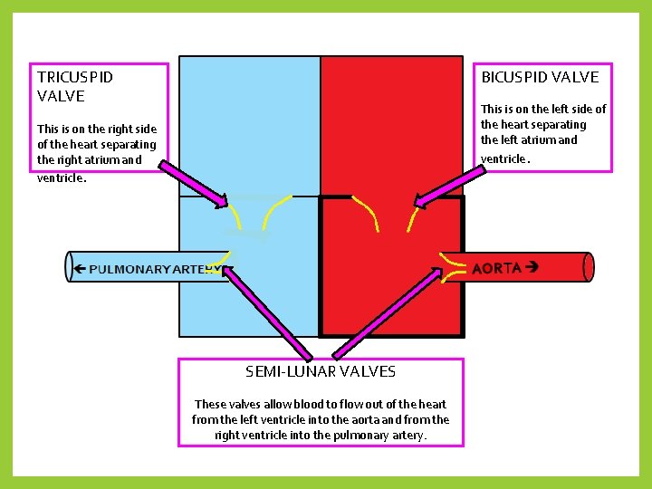 BICUSPID VALVE TRICUSPID VALVE This is on the left side of the heart separating