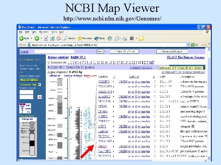 NCBI Map Viewer http: //www. ncbi. nlm. nih. gov/Genomes/ NCBI Map Viewer http: //www. ncbi. nlm. nih. gov/Genomes/