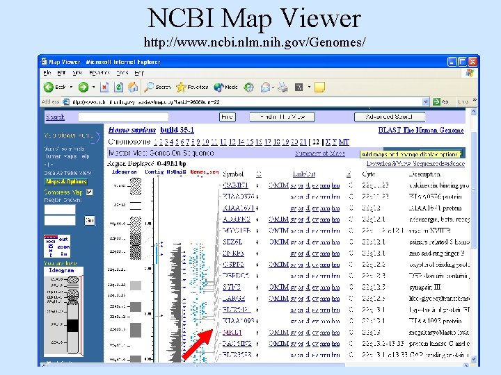 NCBI Map Viewer http: //www. ncbi. nlm. nih. gov/Genomes/ 