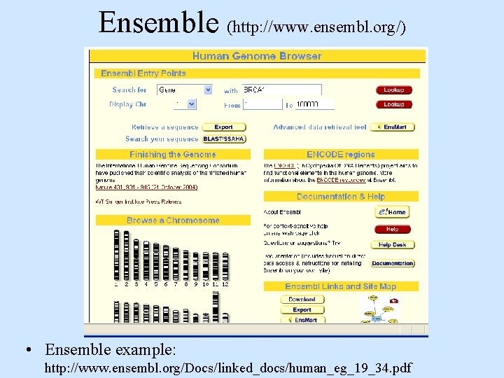 Ensemble (http: //www. ensembl. org/) • Ensemble example: http: //www. ensembl. org/Docs/linked_docs/human_eg_19_34. pdf Ensemble (http: //www. ensembl. org/) • Ensemble example: http: //www. ensembl. org/Docs/linked_docs/human_eg_19_34. pdf