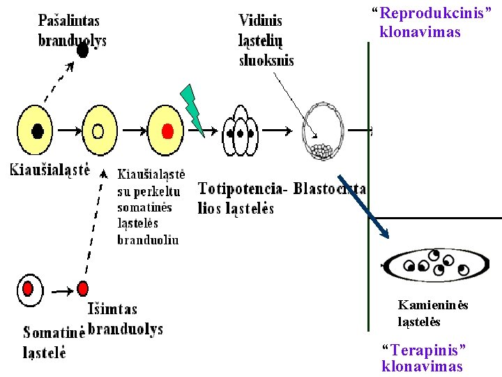 Sužinokime “Reprodukcinis” klonavimas Kamieninės ląstelės “Terapinis” klonavimas 