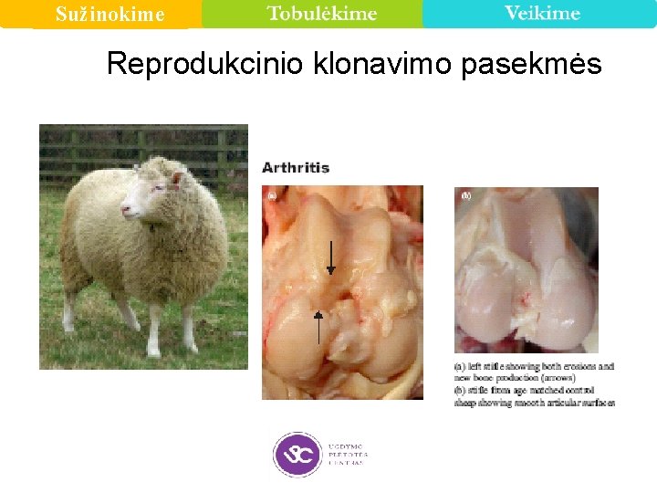 Sužinokime Reprodukcinio klonavimo pasekmės 