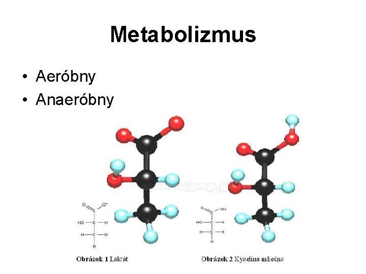 Metabolizmus • Aeróbny • Anaeróbny 
