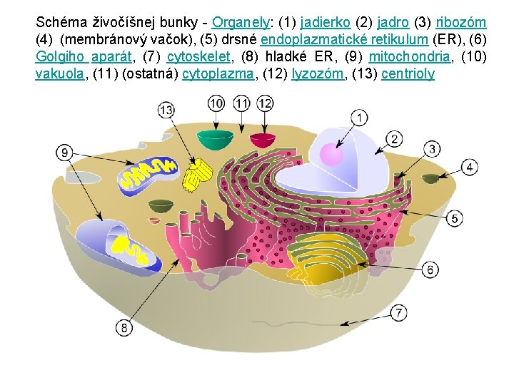 Schéma živočíšnej bunky - Organely: (1) jadierko (2) jadro (3) ribozóm (4) (membránový vačok),