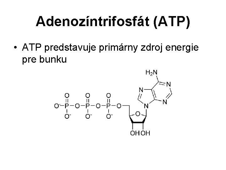 Adenozíntrifosfát (ATP) • ATP predstavuje primárny zdroj energie pre bunku 
