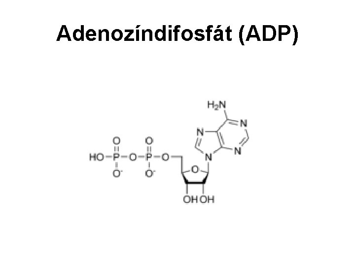 Adenozíndifosfát (ADP) 